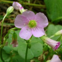 Oxalis debilis Kunth
